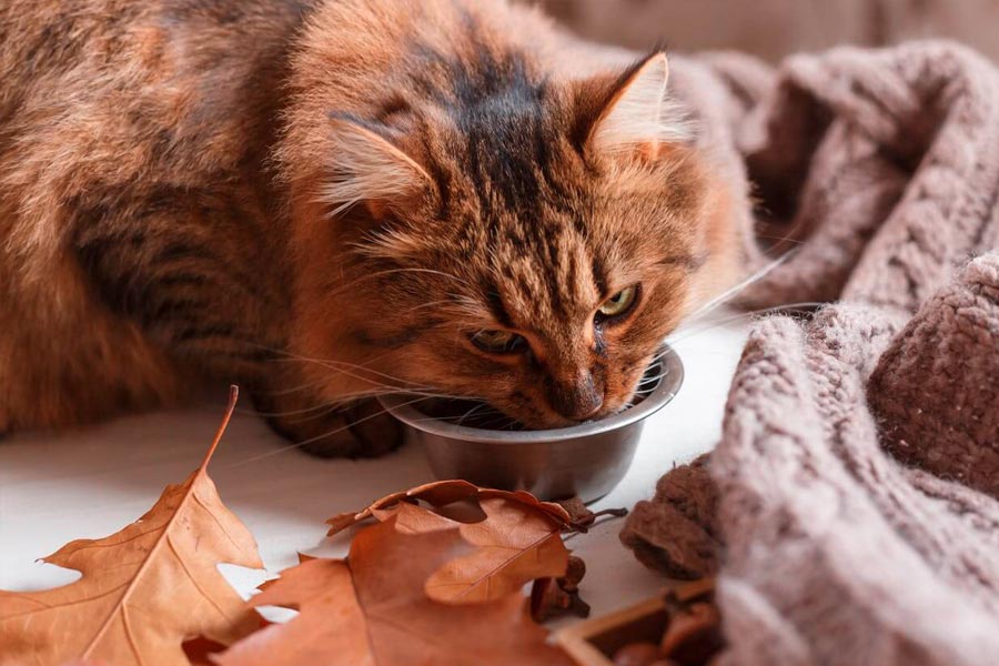 Cibo umido per gatti con problemi renali: tutto quello che devi sapere